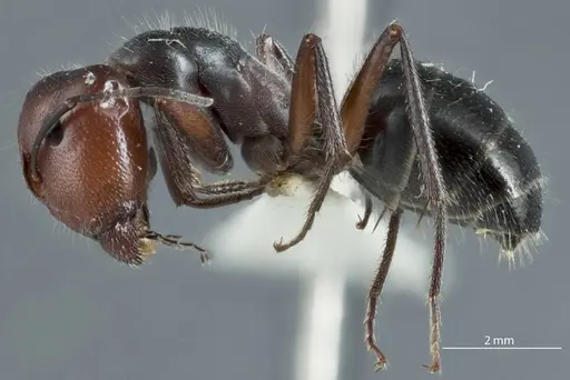 Camponotus cinereus - JDM32-000990