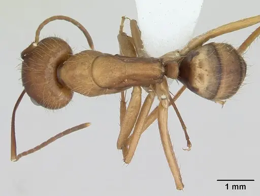 Camponotus cingulatus specimen