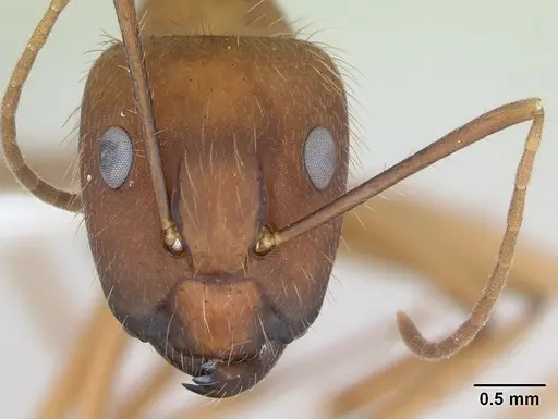 Camponotus cingulatus specimen