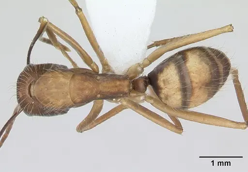 Camponotus cingulatus - CASENT0173403