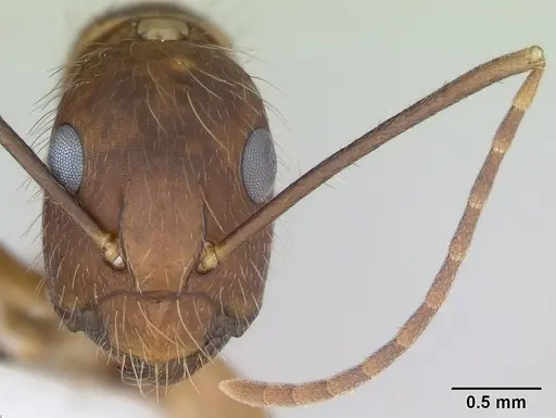 Camponotus cingulatus - CASENT0173403