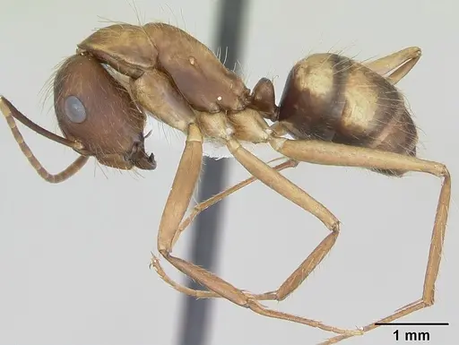 Camponotus cingulatus - CASENT0173403
