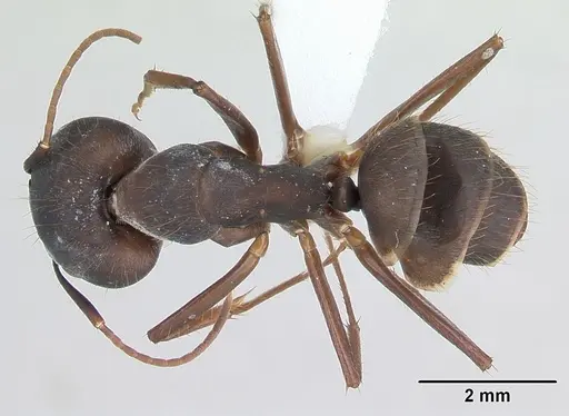 Camponotus cingulatus - CASENT0173404