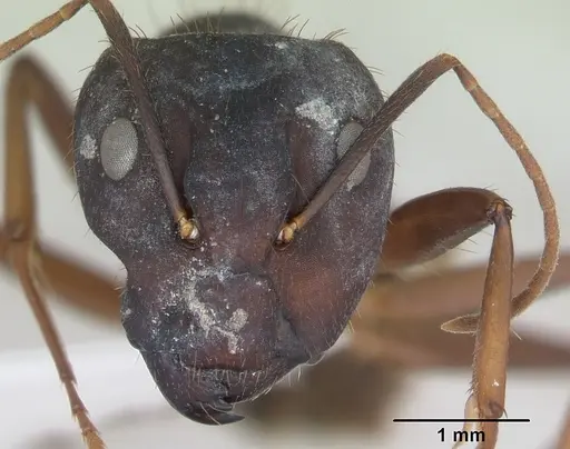 Camponotus cingulatus - CASENT0173404