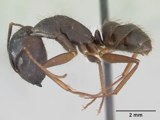 Camponotus cingulatus - CASENT0173404