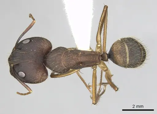 Camponotus cingulatus - CASENT0249353