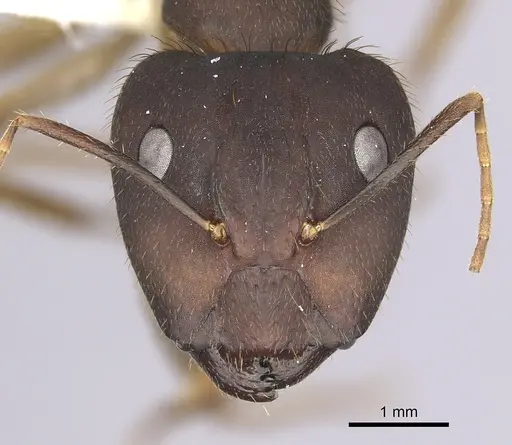 Camponotus cingulatus - CASENT0249353