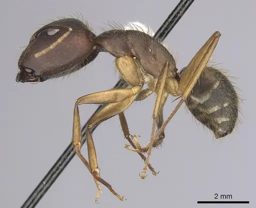 Camponotus cingulatus - CASENT0249353