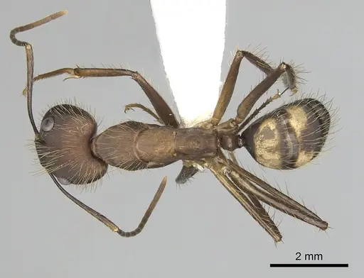Camponotus cingulatus - CASENT0249356