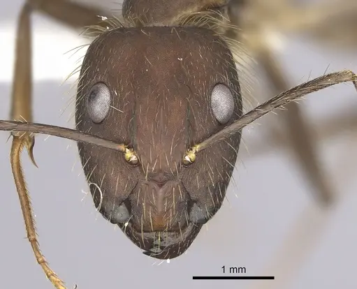 Camponotus cingulatus - CASENT0249356