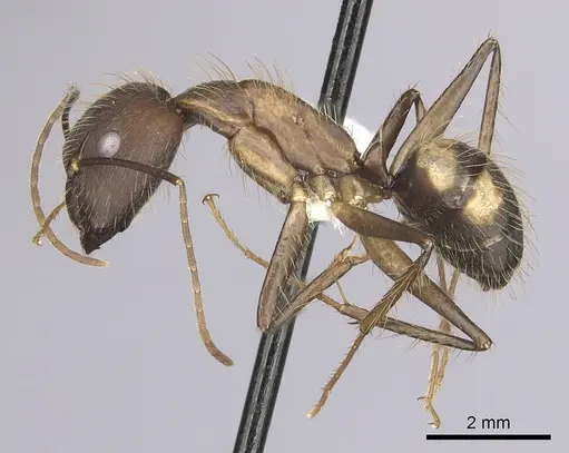 Camponotus cingulatus - CASENT0249356