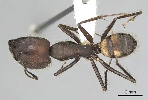 Camponotus cingulatus - CASENT0249357