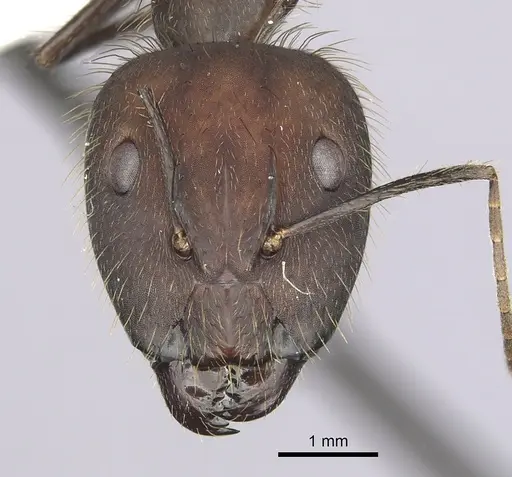 Camponotus cingulatus - CASENT0249357