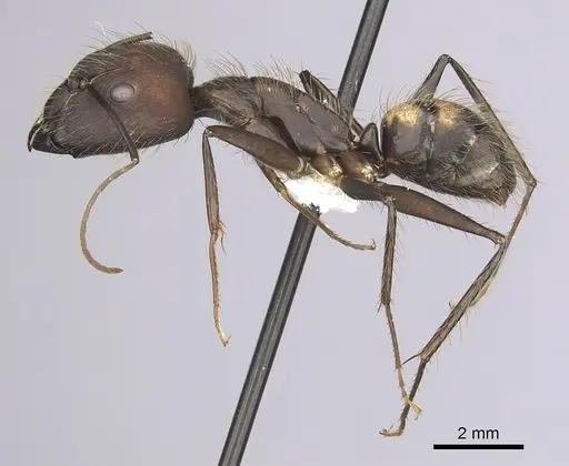 Camponotus cingulatus - CASENT0249357