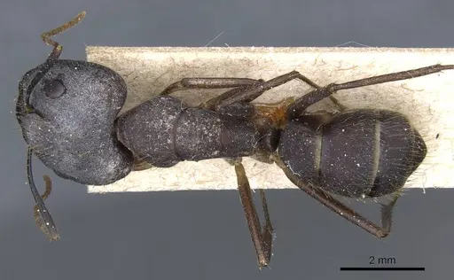 Camponotus cingulatus - CASENT0905368
