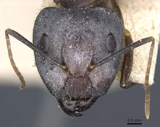 Camponotus cingulatus - CASENT0905368