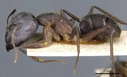 Camponotus cingulatus - CASENT0905368