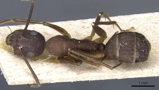 Camponotus cingulatus - CASENT0905369