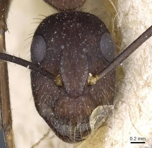 Camponotus cingulatus - CASENT0905369