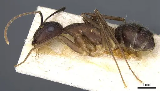 Camponotus cingulatus - CASENT0905369