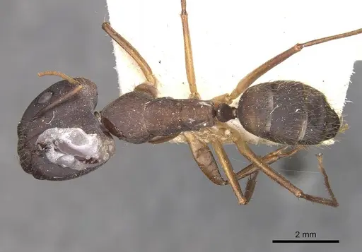 Camponotus cingulatus - CASENT0910349