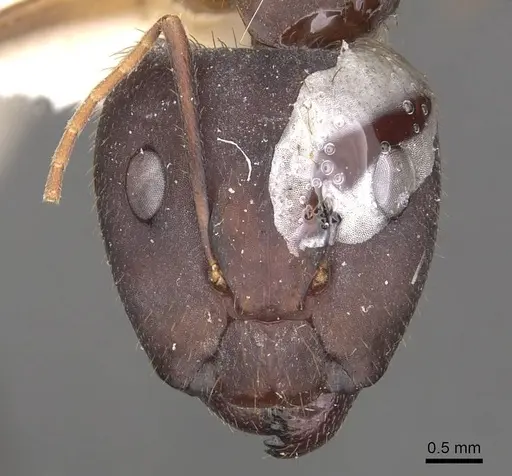 Camponotus cingulatus - CASENT0910349