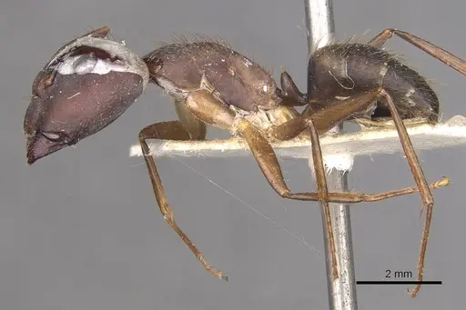 Camponotus cingulatus - CASENT0910349