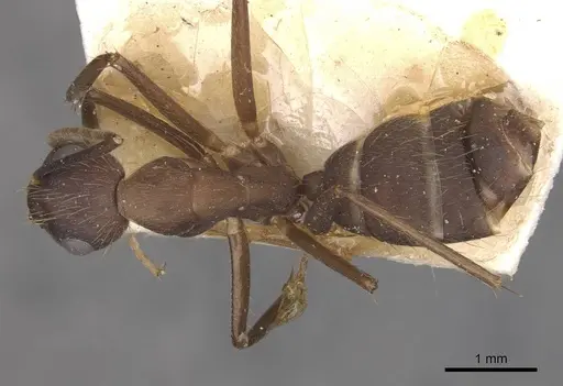 Camponotus cingulatus - CASENT0910350