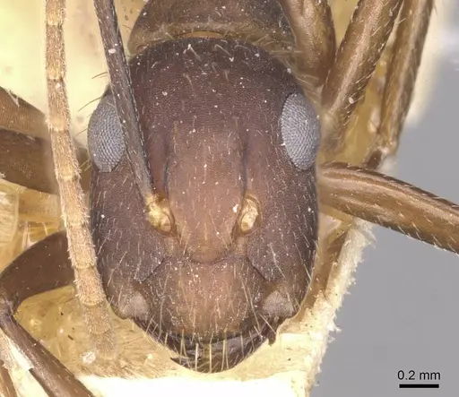 Camponotus cingulatus - CASENT0910350