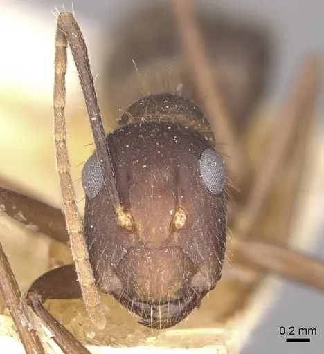 Camponotus cingulatus - CASENT0910350