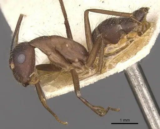 Camponotus cingulatus - CASENT0910350