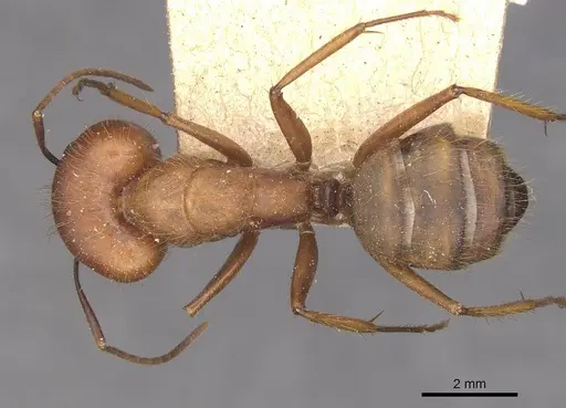 Camponotus cingulatus - CASENT0910351