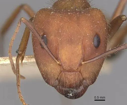 Camponotus cingulatus - CASENT0910351