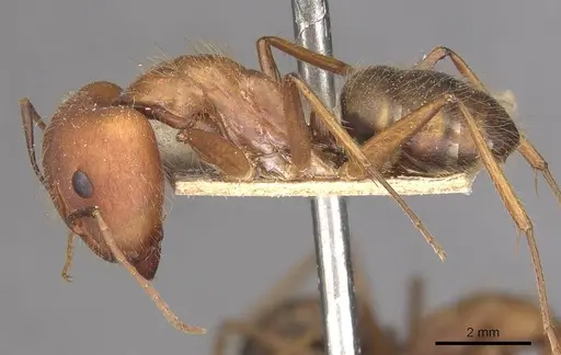 Camponotus cingulatus - CASENT0910351