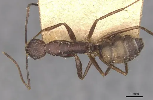 Camponotus cingulatus - CASENT0910352