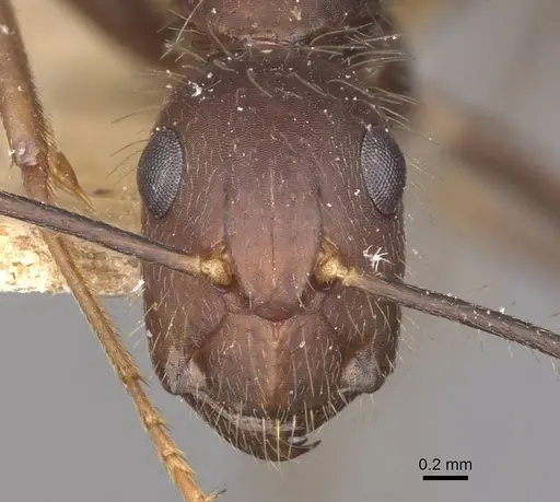 Camponotus cingulatus - CASENT0910352