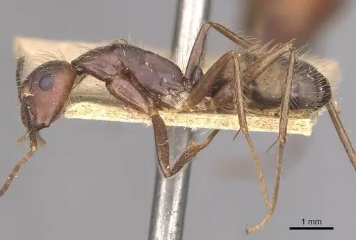 Camponotus cingulatus - CASENT0910352