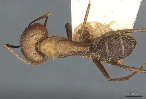 Camponotus cingulatus - CASENT0911806
