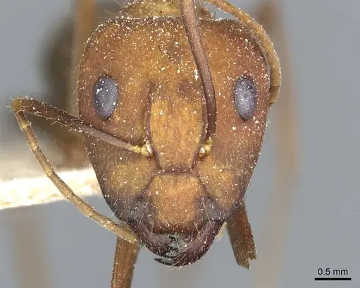 Camponotus cingulatus - CASENT0911806