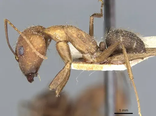 Camponotus cingulatus - CASENT0911806