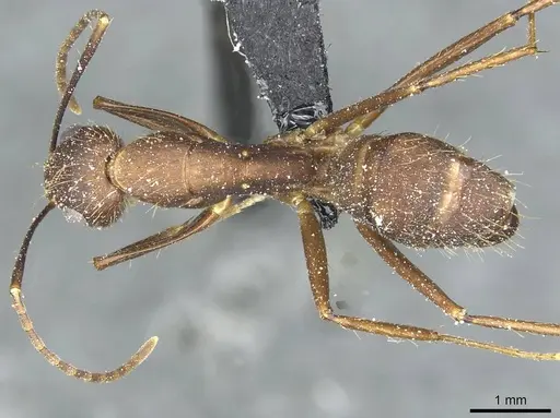 Camponotus cingulatus - CASENT0911807