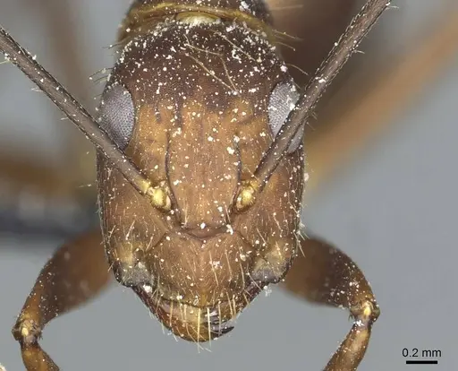 Camponotus cingulatus - CASENT0911807