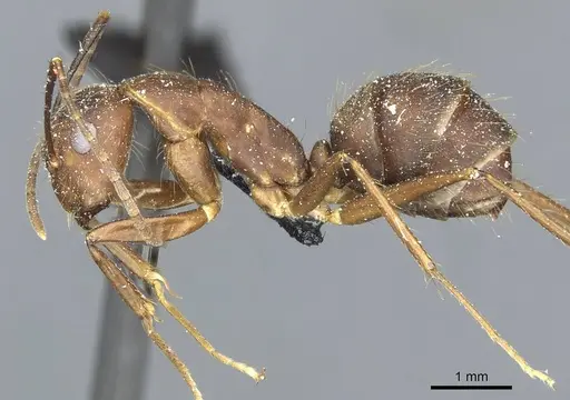 Camponotus cingulatus - CASENT0911807