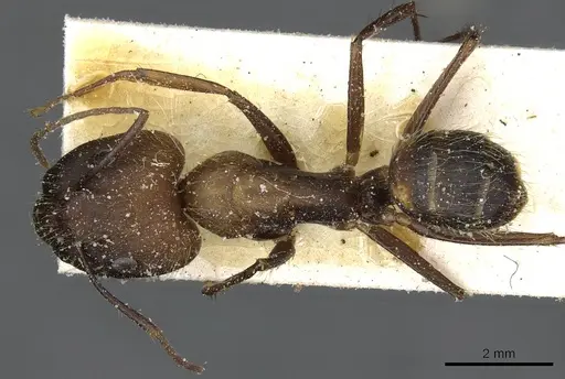 Camponotus cingulatus - CASENT0911808