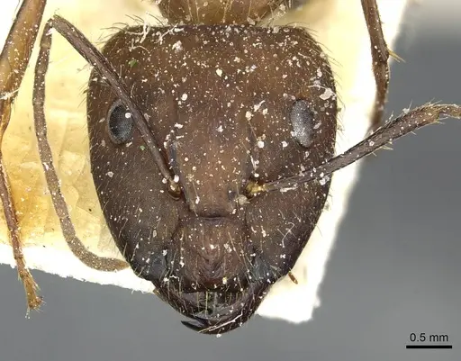 Camponotus cingulatus - CASENT0911808