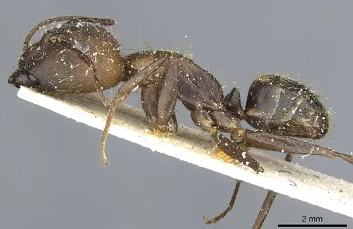 Camponotus cingulatus - CASENT0911808