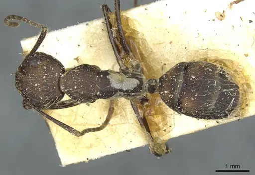 Camponotus cingulatus - CASENT0911809