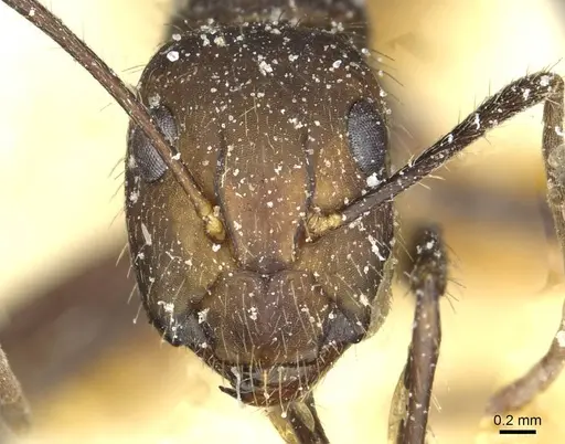 Camponotus cingulatus - CASENT0911809