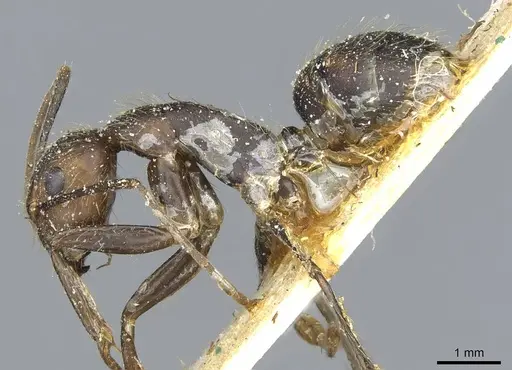 Camponotus cingulatus - CASENT0911809