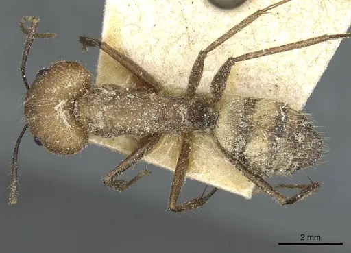 Camponotus cingulatus - CASENT0911810